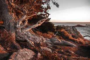 Point Lobos-5956